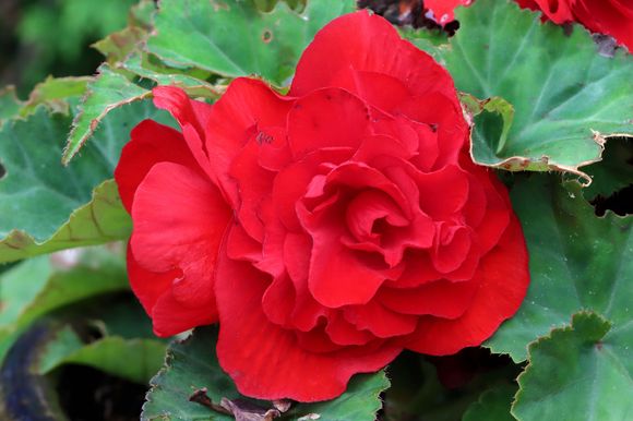 Bloom on what I think is a double begonia