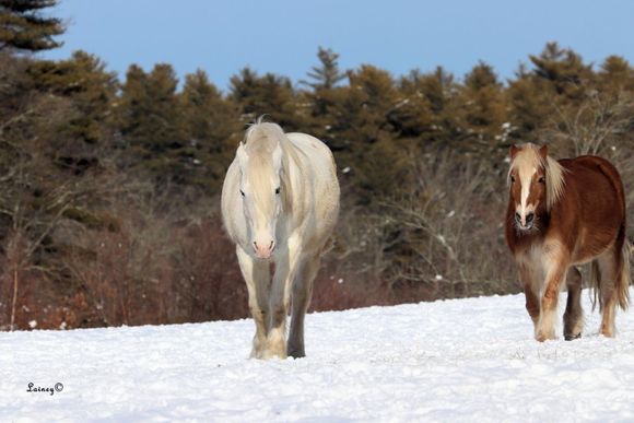 Would have liked more room on the side of the horse on the right, but.............