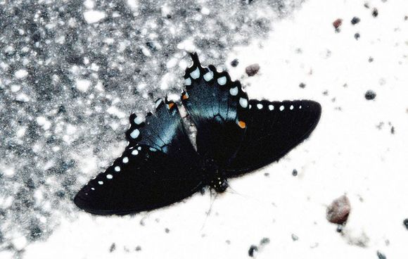 Butterfly2.jpg
