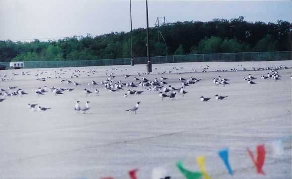 seagulls 3.jpg