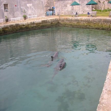 Dolphin family.jpg
