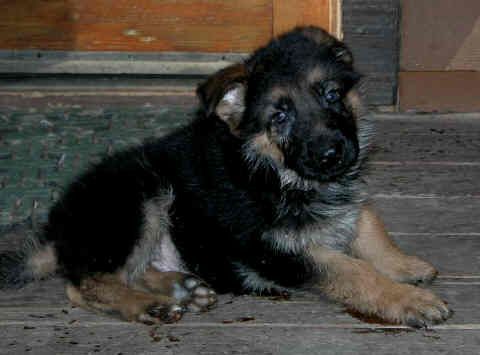 040611 pup3.jpg