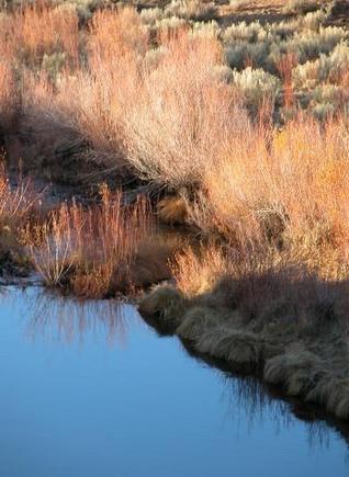 041113 Glassy river_weeds.JPG