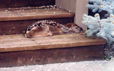 Fawn1