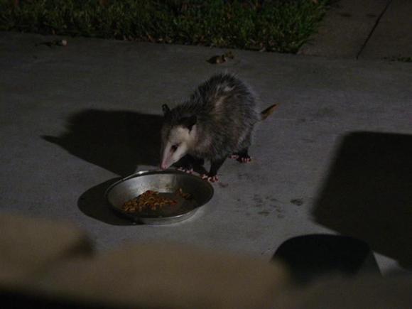 Possum-2.JPG