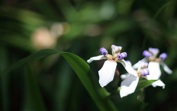 rainforest_flowers.jpg