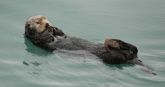 sea_otter.jpg