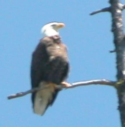 bald eagle 6-23-05.JPG