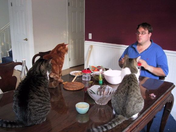 sushicats2.jpg