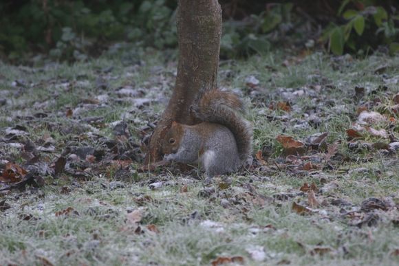 Ashridge 013.jpg