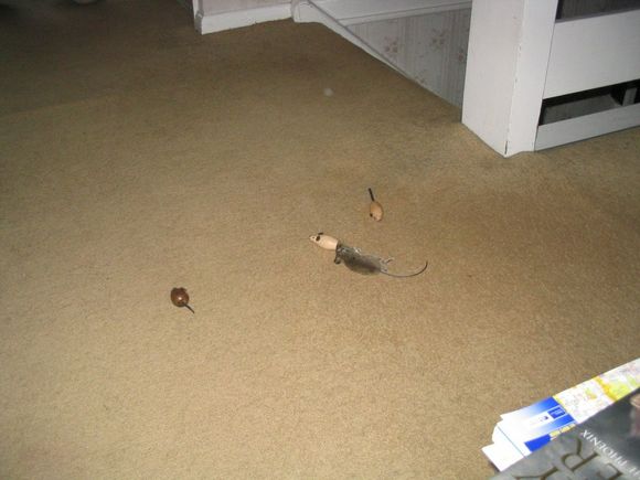 dead mouse