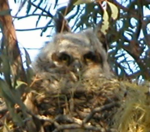 060412 baby owl 5679.JPG