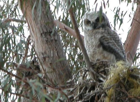 060425 owls 5929.JPG