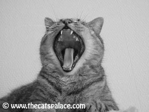 yawn