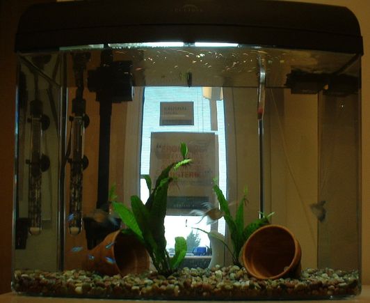 fish02.jpg
