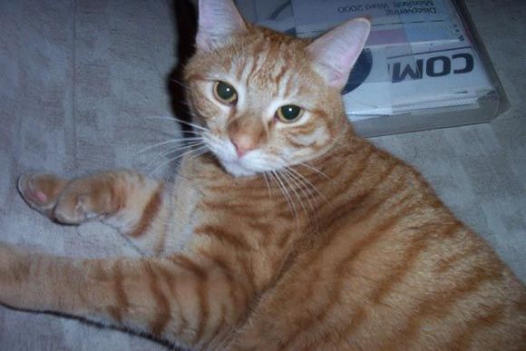 TiggerS.jpg
