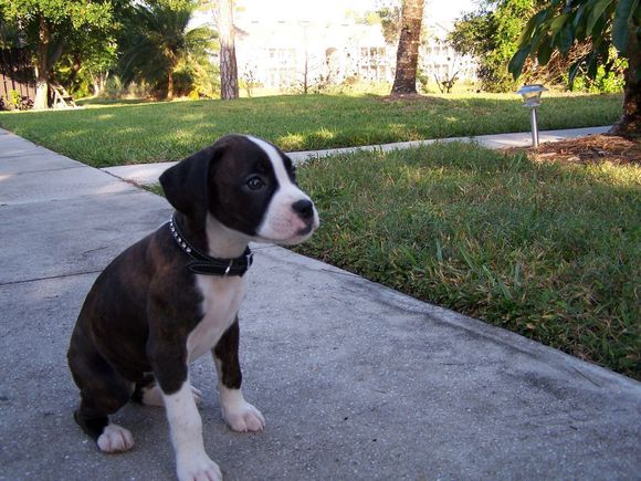 puppy04.jpg