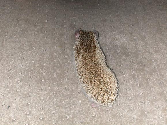 Macy Floor.jpg