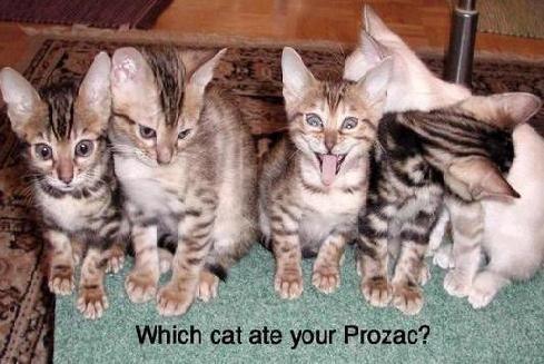 drugcats2.jpg