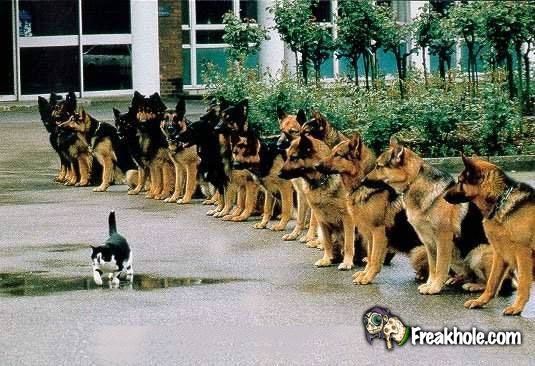 4863.brave_cat[1].jpg
