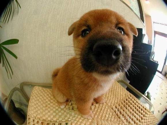 the_dog01_2.jpeg
