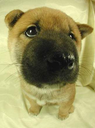 the_dog13_2.jpeg