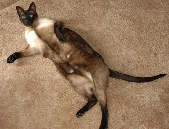 DSC_4768 070714 Zoro.JPG