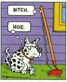 dog.jpg