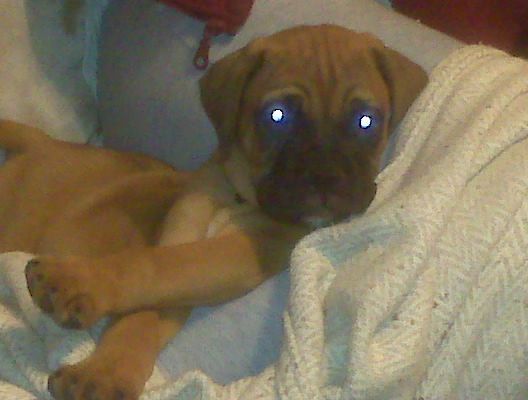 New Dog