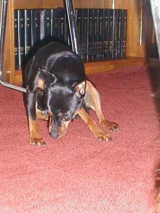 Dogs3-200005.JPG