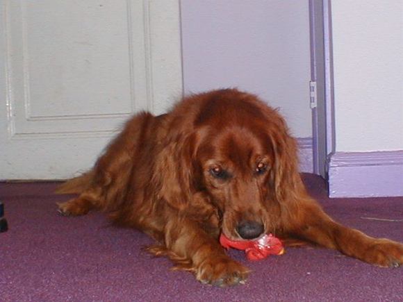 Dogs 8-0003.JPG