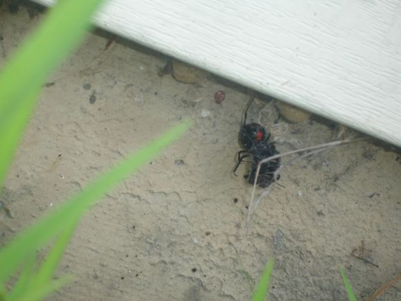 Busch Gardens 259.JPG