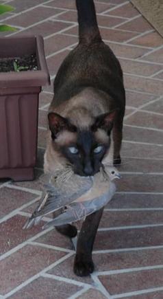 DSC_0265 080814 Zoro_dove.JPG