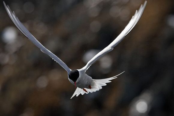 Antarctic Tern