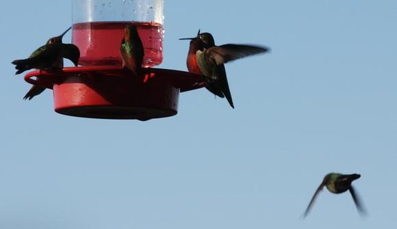 IMG_0031 081216 hummers.JPG