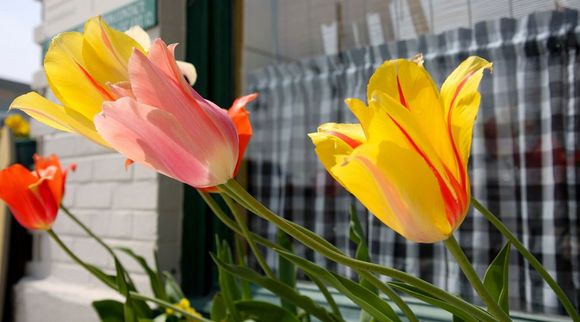IMG_2973 tulips.jpg