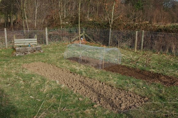 veg plot first sowing.jpg