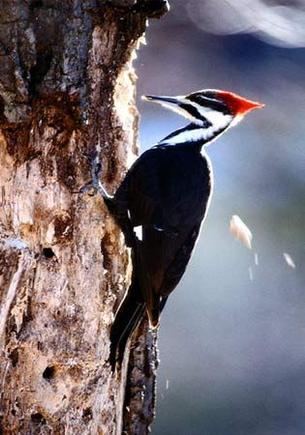 Pileated woodpecker