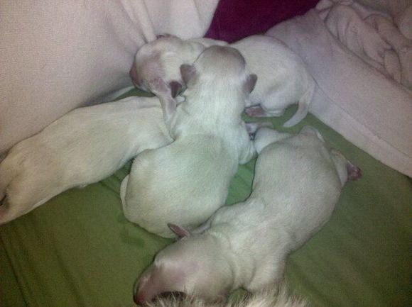 Maltese Puppies.jpg