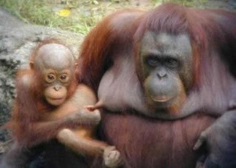 53 Orangutan Nipple Pinch.jpg