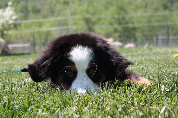 Creepin tru da grass