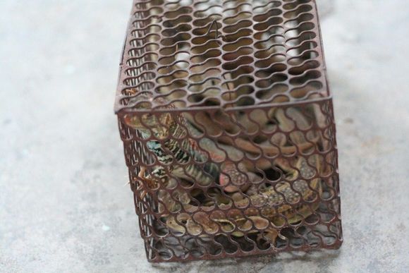 day 4 lizard 2