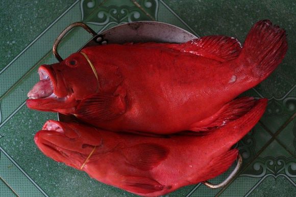 d10 fish