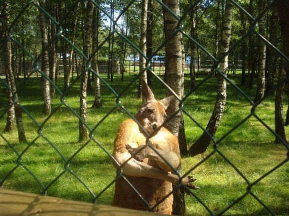 hiphop kangaroo