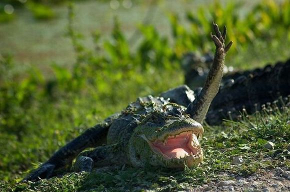 O HAI