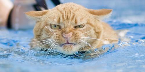 watercat