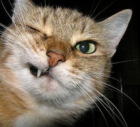 winkcat