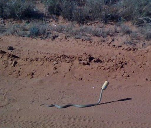 snake