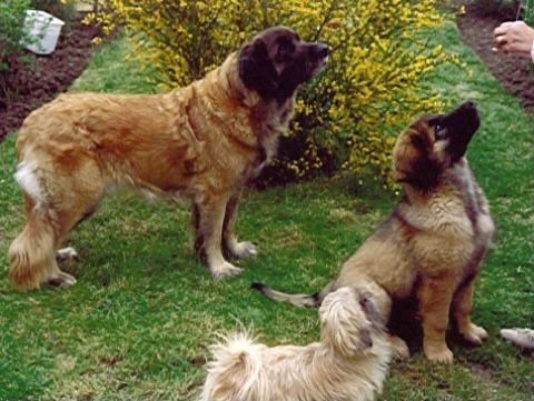 leonberger 2