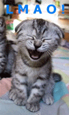 funny_lmao_kitty.gif